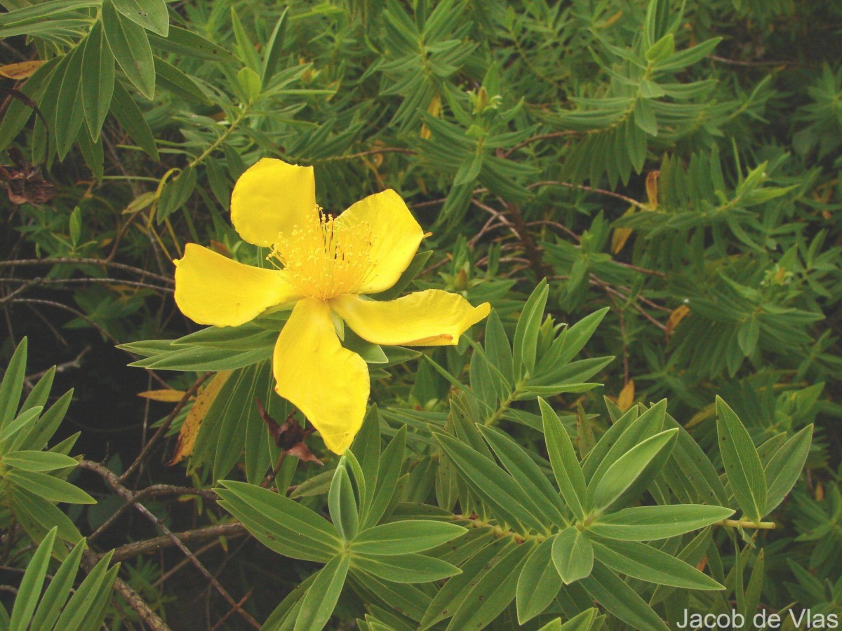 Hypericum mysurense Wall. ex Wight & Arn.